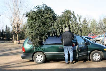 two trees on top of a van